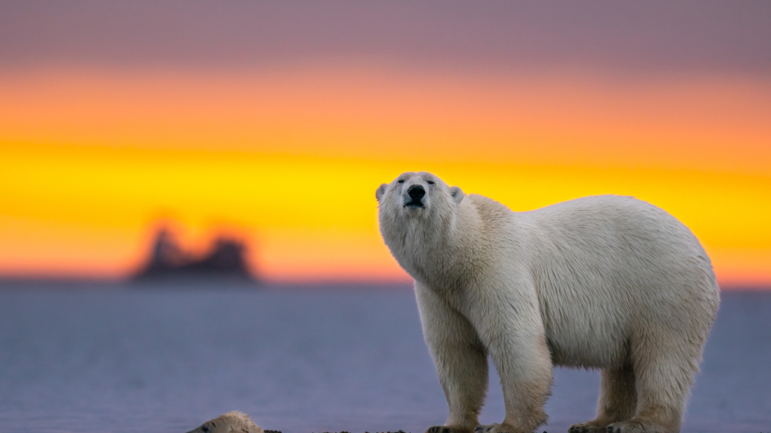 The Alarming Decline in Wildlife: Insights from WWF's 2024 Living Planet Report