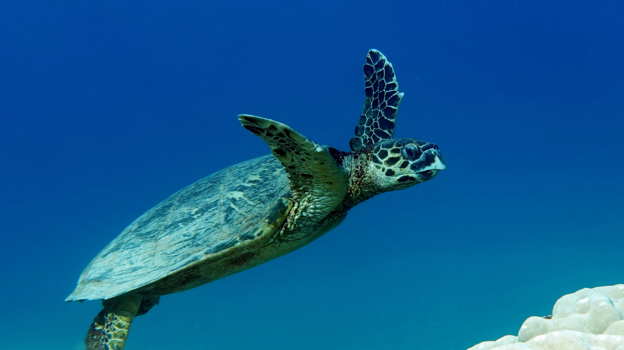 Spotlight on Sea Turtles: Guardians of the Oceans