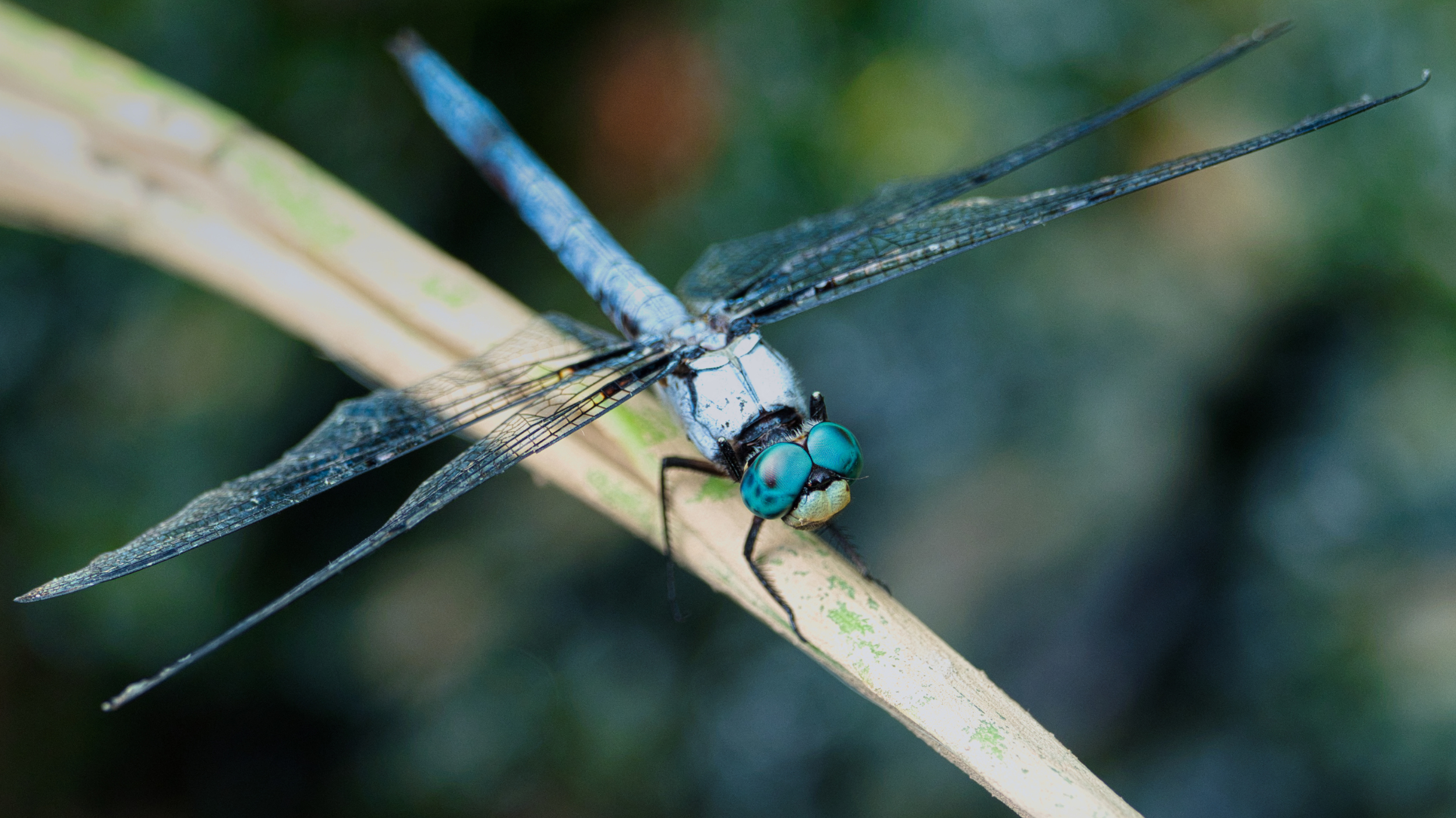 From Macro to Micro: Discovering the Hidden Wonders of Nature