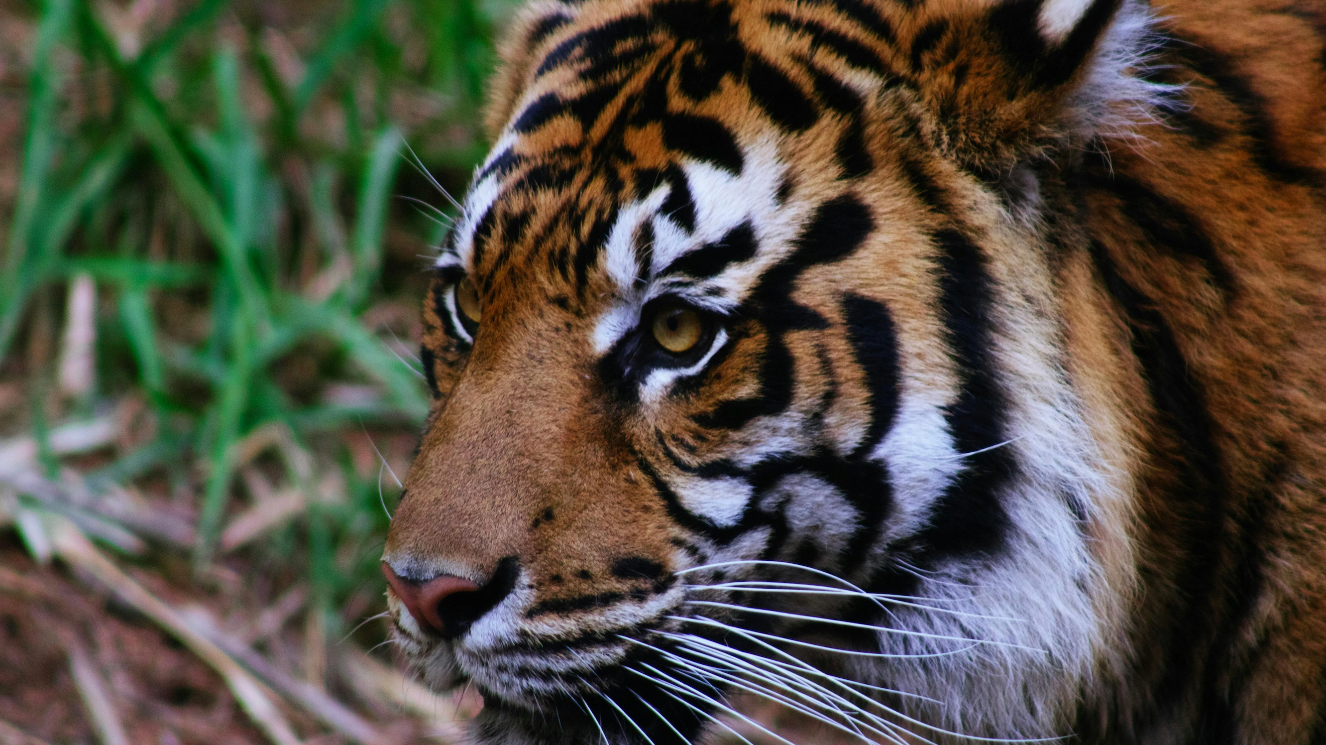 Spotlight on Tigers: The Most Majestic Cat
