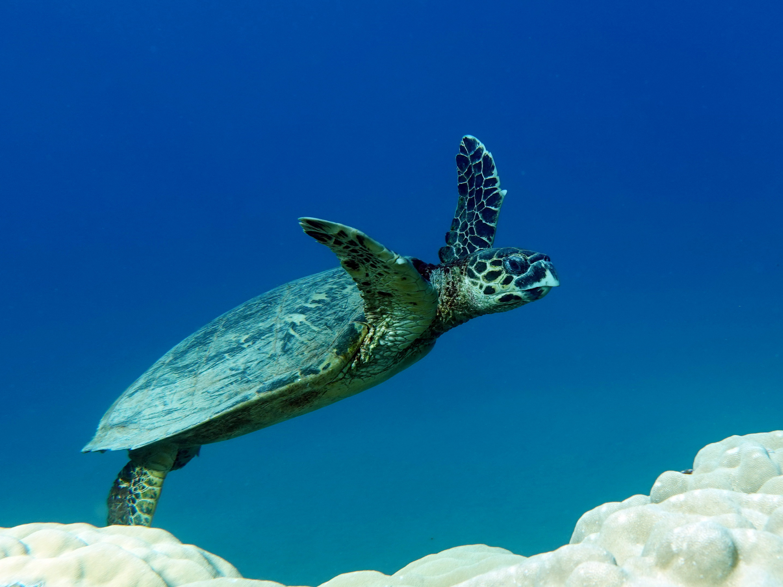 Spotlight on Sea Turtles: Guardians of the Oceans