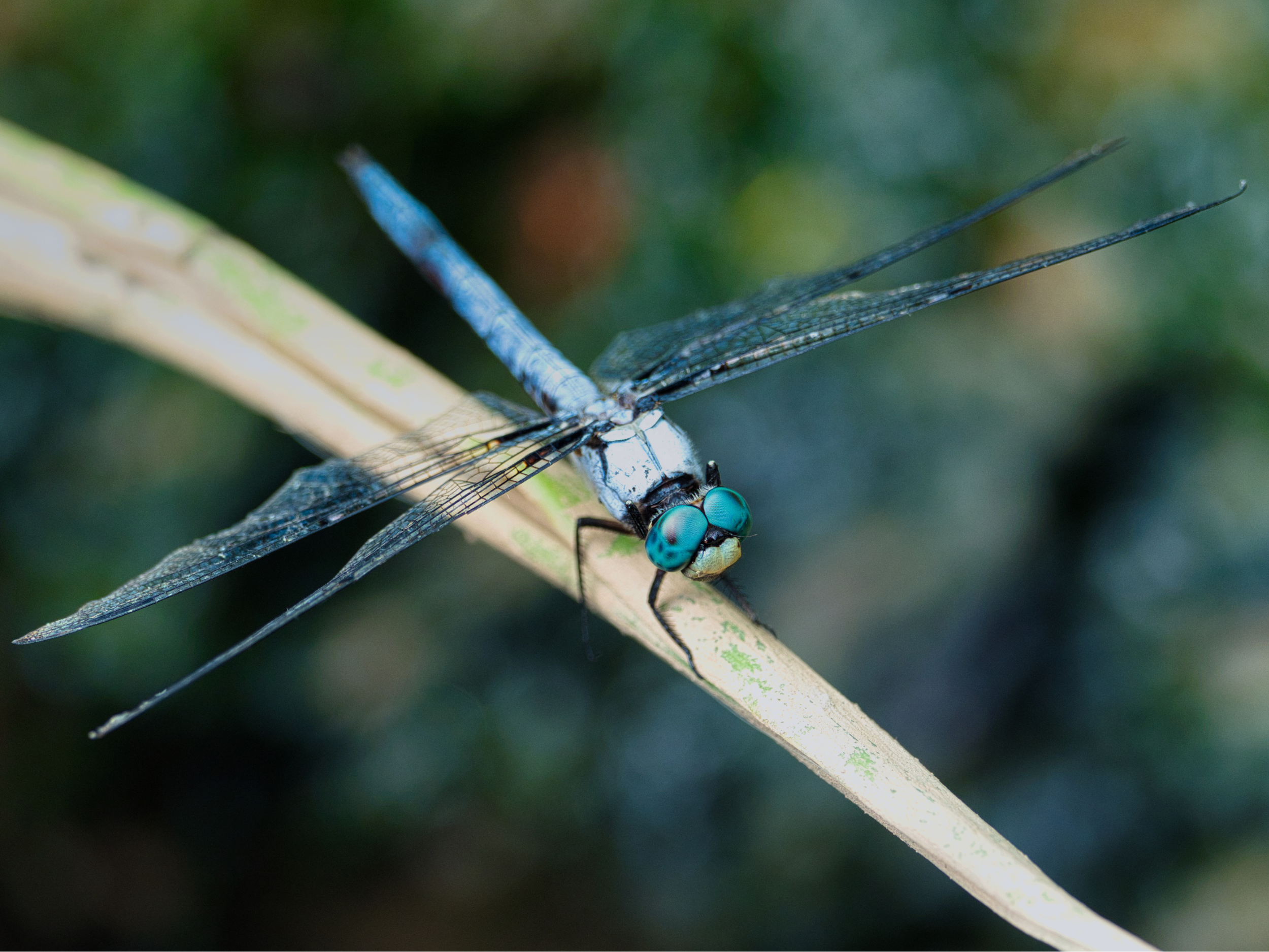 From Macro to Micro: Discovering the Hidden Wonders of Nature