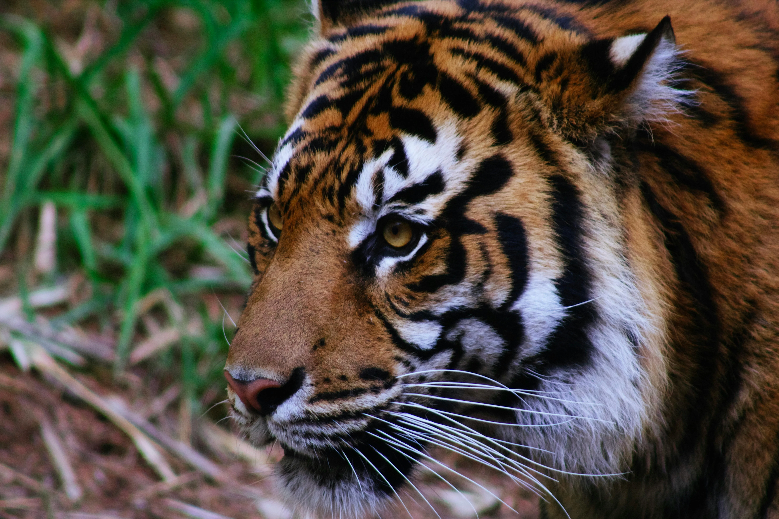 Spotlight on Tigers: The Most Majestic Cat